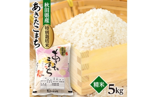 令和7年産　特別栽培米あきたこまち5kg(白米)【1670573】 2319874 - 秋田県大潟村