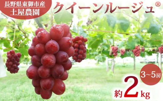 先行受付2026年発送【土屋農園】農家直送！クインルージュ（R）約2kg(3～5房）※2026年9月下旬～10月上旬順次発送