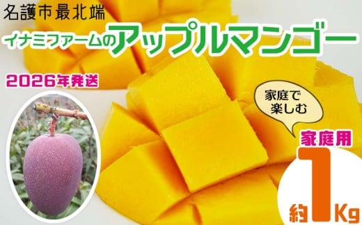 【2026年発送】名護市最北端イナミファームの家庭で楽しむアップルマンゴー 約1kg フルーツ 果物 期間限定 数量限定 マンゴー 南国 プレゼント お土産 おみやげ ギフト くだもの 沖縄 おきなわ 青果 デザート おすすめ 人気 冷蔵 夏 スイーツ 1367979 - 沖縄県名護市