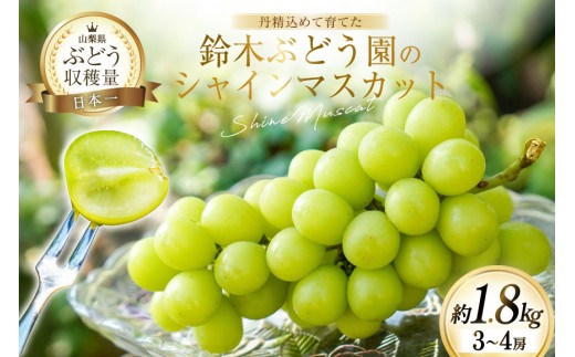 【先行受付】鈴木ぶどう園のシャインマスカット（3～4房 約1.8kg） [鈴木ぶどう園 山梨県 韮崎市 20743248] シャインマスカット ぶどう ブドウ 葡萄 フルーツ 果物 期間限定 季節限定
