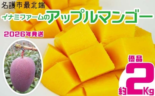 【2026年発送】名護市最北端イナミファームの　優品　アップルマンゴー 約2kg フルーツ 果物 期間限定 数量限定 マンゴー 南国 プレゼント お土産 おみやげ ギフト くだもの 沖縄 季節 青果 デザート おすすめ 人気 冷蔵 夏 スイーツ