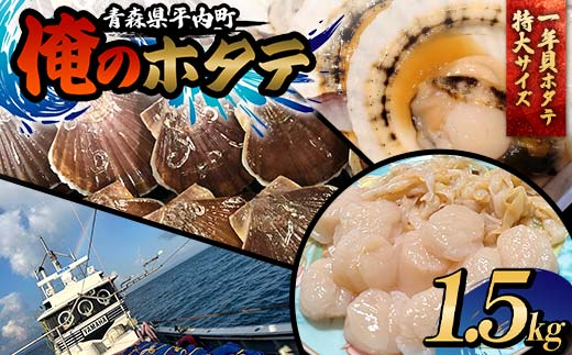 「俺のホタテ」 1年貝ホタテ特大サイズ 1.5kg ホタテ ほたて 帆立 活ホタテ 貝柱 殻付き 魚介 魚貝 魚貝類 青森 青森県 東北 平内 むつ湾 F21J-242 1996852 - 青森県平内町