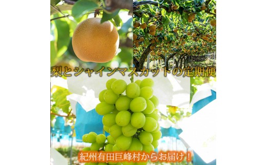 定期便 8・9月発送 紀州有田産旬のフルーツセット（梨×3玉 化粧箱入・シャインマスカット×2房（約1kg〜1.4kg））