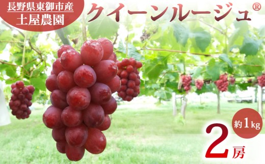 先行受付2026年発送【土屋農園】農家直送！クインルージュ（R）2房（約1kg）※2026年9月下旬～10月中旬順次発送