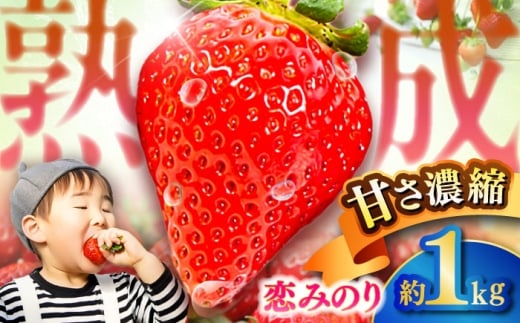 【先行予約】【2025年1月発送開始】 熊本県産 いちご 恋みのり 計1kg (250g×4パック)苺 果物 フルーツ 甘い イチゴ おいしい 熊本県 菊陽町【有限会社 吉岡農園】 [BHBM002]