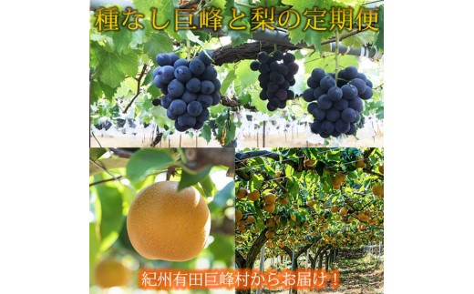 定期便 8・9月発送 紀州有田産旬のフルーツセット（種なし巨峰×2房（約800g〜1kg）・梨×3玉 化粧箱入）
