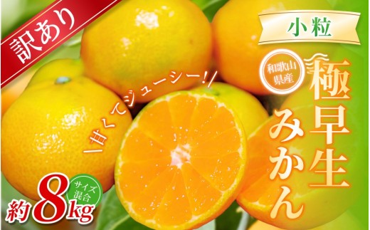 【訳あり】 森本農園の手選別 極早生小粒みかん 約8kg 和歌山県産【北海道・沖縄・離島配送不可】【2025年10月上旬～下旬頃に順次発送】【mrmt058】