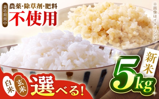 ＼ 新米 先行予約 ／ 選べる白米or玄米 つばくろ米 5kg 米 白米 玄米 国産 岐阜 白川町 / つばくろ農園 [AWCB001]
