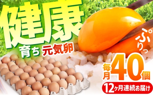 【全12回定期便】お茶と海藻で健康育ち 元気卵 480個（40個×12回） / たまご タマゴ 玉子 鶏卵 / 亀山市 / 藪本養鶏園 [AMBH008]