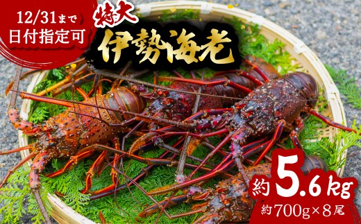 伊勢海老 特大 約5.6kg 約700g×8尾 伊勢えび 伊勢エビ いせえび イセエビ 海老 えび エビ 海鮮 海産物 海の幸 おせち 高級 国産 海鮮 ギフト