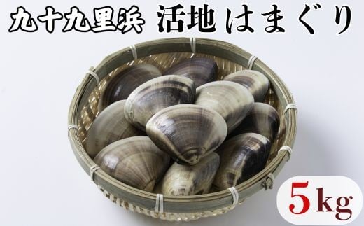 九十九里浜産 活地はまぐり 約5kg はまぐり 獲れたて 新鮮 貝 蛤 ハマグリ 千葉県 匝瑳市 九十九里浜  582824 - 千葉県匝瑳市