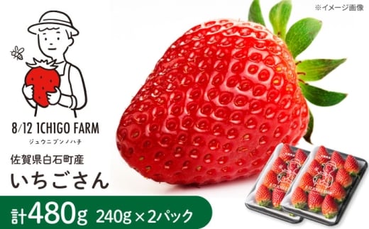 【R8年1月以降発送】いちごさん 240ｇ×2パック 【8/12ICHIGOFARM】 [IBR002]