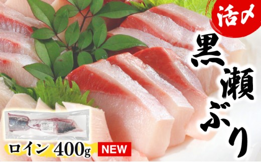 KU281-2＜2025年11月発送分＞活じめ！黒瀬ぶりの生鮮ブリロイン2節〜3節（400g前後） 2234400 - 宮崎県串間市