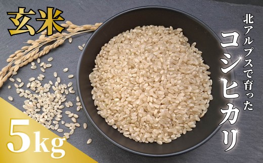 《令和7年産・新米》農家こだわりのコシヒカリ 5kg【玄米】 /長野県白馬村産 2025年産 米 コメ 白米  玄米  精米後発送 2014年特別最高金賞受賞 コンクール受賞 お米 ご飯 ごはん 送料無料【B0080658】 2328460 - 長野県白馬村