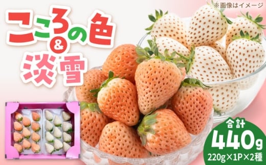 淡雪・こころの色 白いちごプレミアム 計440g（220g×2パック） 【岸川農園】 [IAP045]