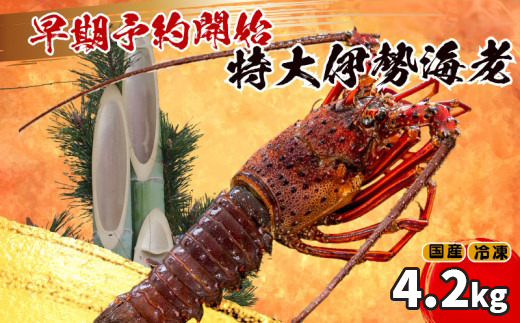 【早期予約】 【12月31日着】 特大 伊勢海老 7匹 4200g ～ 以上 冷凍 ( 特大サイズ 急速冷凍 えび エビ 高級 鮮魚 海鮮 魚介 刺身 焼き物 汁物 ギフト 贈答 贈り物 祝い 歳暮 中元 年末 年始 早期 予約 ) IKY071