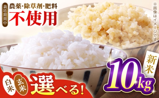 ＼ 新米 先行予約 ／ 白米 つばくろ米 10kg 米 白米 国産 岐阜 白川町 / つばくろ農園 [AWCB002-1]