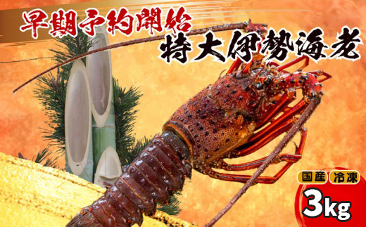 【早期予約】 【12月31日着】 特大 伊勢海老 5匹 3000g ～ 以上 冷凍 ( 特大サイズ 急速冷凍 えび エビ 高級 鮮魚 海鮮 魚介 刺身 焼き物 汁物 ギフト 贈答 贈り物 祝い 歳暮 中元 年末 年始 早期 予約 ) IKY070