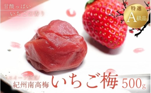 紀州南高梅 いちご梅 500g  / 紀州南高梅 南高梅 梅干し 梅干 梅 うめ 和歌山 田辺市 肉厚 お米 おにぎり 焼酎 梅酒 健康 いちご梅 産地直送【nkn008-3】 924880 - 和歌山県田辺市
