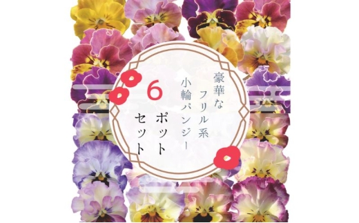 豪華なフリル系小輪パンジー6ポットセット / 花　パンジー　フリル系　　小輪　花苗　花き品評会理事長賞受賞生産者直送　ガーデニング 花壇 苗 苗木 花の苗 花の苗物 2323151 - 兵庫県稲美町