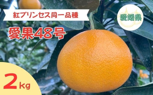 【2026年3月発送予定】愛果48号 2kg L～2Lサイズ 紅プリンセス同一品種 農園直送 みかん 愛媛 人気 数量限定 先行予約 柑橘 伊予市｜B169