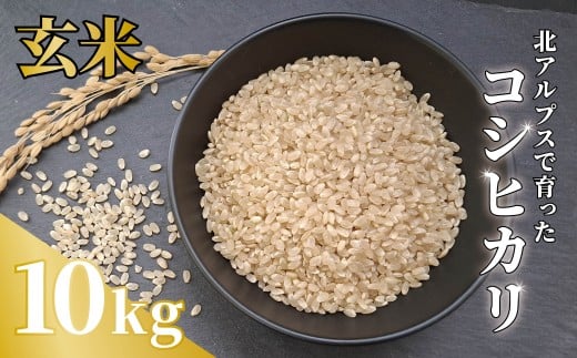 《令和7年産・新米》農家こだわりのコシヒカリ 10kg【玄米】 /長野県白馬村産 2025年産 米 コメ 白米  玄米  精米後発送 2014年特別最高金賞受賞 コンクール受賞 お米 ご飯 ごはん 送料無料【B0080659】 2328461 - 長野県白馬村