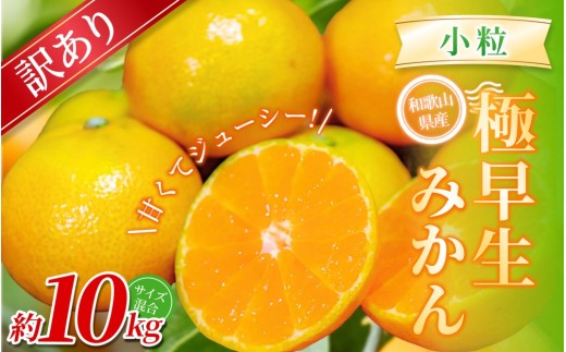 【訳あり】 森本農園の手選別 極早生小粒みかん 約10kg 和歌山県産【北海道・沖縄・離島配送不可】【2025年10月上旬～下旬頃に順次発送】【mrmt059】