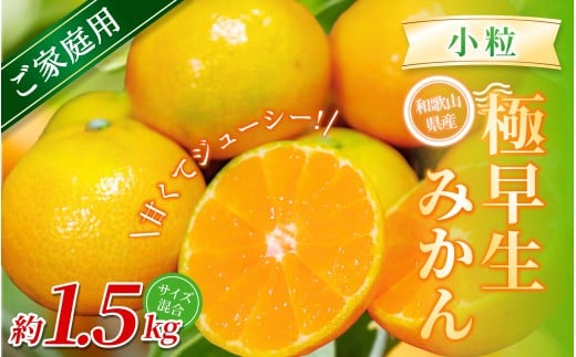 【家庭用】 森本農園の手選別 極早生小粒みかん 約1.5kg 和歌山県産 【北海道・沖縄・離島配送不可】【2025年10月上旬～下旬頃に順次発送】【mrmt051】