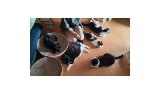 ＜保護猫ルームえびす＞お世話体験または見学券【1642419】