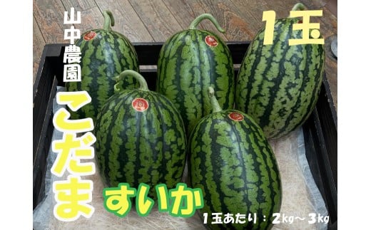 103003　山中農園　小玉すいか１玉