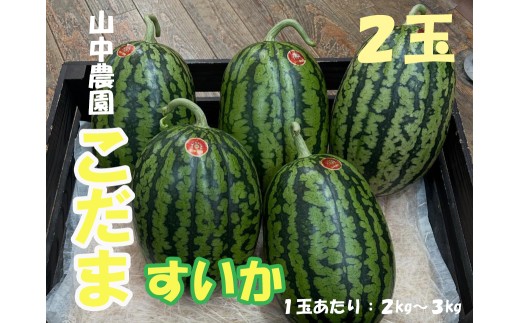 103004　山中農園　小玉すいか2玉