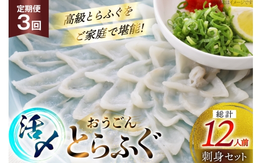 ふぐ 刺身 セット 活〆 おうごんとらふぐ 刺身セット 4人前 3回 定期便 [松永水産 長崎県 平戸市 hr42bgy400164] ふぐ刺し とらふぐ フグ 河豚 てっさ 魚介 さかな お刺身 刺身用 さしみ 冷凍 湯引き 海鮮 切り身 2327812 - 長崎県平戸市