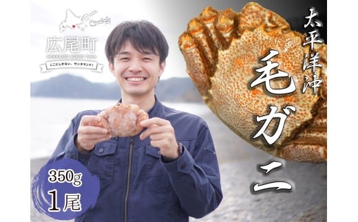 ボイル毛ガニ　350g　１尾（茹で冷凍）【けがに　ケガニ　毛蟹　毛がに　カニ　太平洋　北海道　広尾町　冷凍　ボイル　海鮮　グルメ】(0102) 2324657 - 北海道広尾町