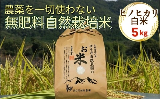米 令和7年産 自然栽培米 ヒノヒカリ ＜農薬を一切使わない無肥料栽培＞精米（白米）5kg　《京都丹波産 最高良食味 人気品種 精米仕立て》
