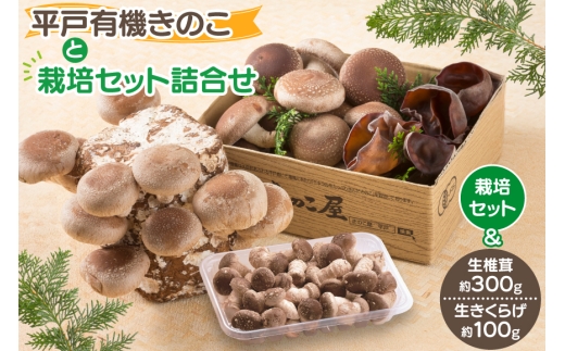 きのこ しいたけ きくらげ 椎茸菌床 生椎茸 生きくらげ セット [きのこ屋 長崎県 平戸市 hr42bgy410092] 有機 有機JAS 有機栽培 有機きのこ 有機しいたけ 栽培キット 栽培セット ギフト セット 2328259 - 長崎県平戸市