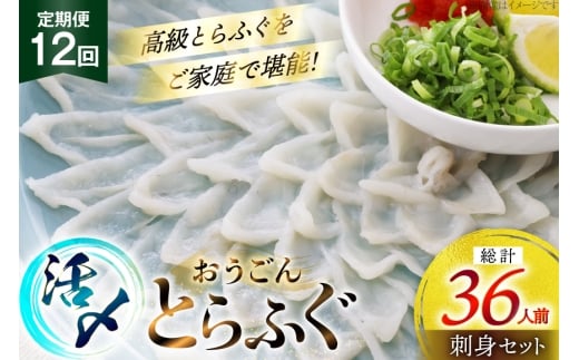 ふぐ 刺身 セット 活〆 おうごんとらふぐ 刺身セット 3人前 12回 定期便 [松永水産 長崎県 平戸市 hr42bgy400163] ふぐ刺し とらふぐ フグ 河豚 てっさ 魚介 さかな お刺身 刺身用 さしみ 冷凍 湯引き 海鮮 切り身 2327811 - 長崎県平戸市