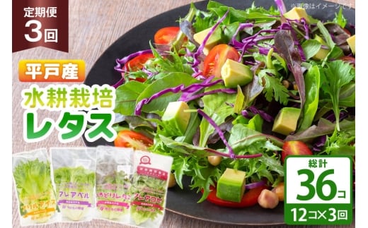 レタス 水耕栽培 4種 12袋 セット 3回 定期便 総計36袋 食べ比べ 詰め合わせ [モロフジファーム 長崎県 平戸市 hr42bgy420248] サラダ 産地直送 個包装 小分け 野菜 フレッシュ 健康志向 緑黄色野菜 2327985 - 長崎県平戸市