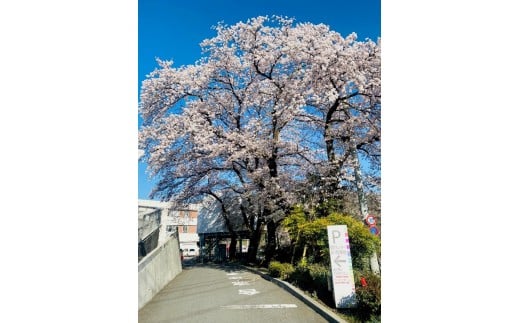 【先行予約】令和8年2月16～令和8年3月23日人間ドック・脳MRI検査・ABI・胸部CT検査　1名様（日帰り）大月市立中央病院 610416 - 山梨県大月市