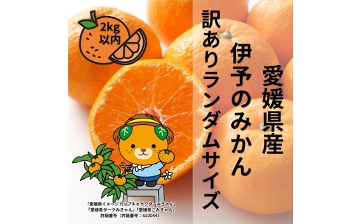 訳あり 伊予のみかん 2kg以内 サイズミックス ランダム 【2025年11月下旬から順次発送予定】 みかん 愛媛県産 数量限定 先行予約 柑橘 伊予市｜A121
