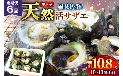 サザエ つぼ焼き 天然 活サザエ 1.8kg 6回 定期便 計 10.8kg [ひらど新鮮市場 長崎県 平戸市 hr42bgy400128] さざえ 希少 貝 魚介 魚介類 海鮮 海産物 刺身 壺焼き バーベキュー BBQ 国産 定期 6ヶ月