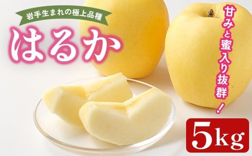 ＜先行予約！2025年12月頃から順次発送予定＞ りんご はるか 5kg 林檎 リンゴ ハルカ 果物 フルーツ 蜜入り 蜜 岩手県一関産 【道の駅かわさき】 ichinoseki01989