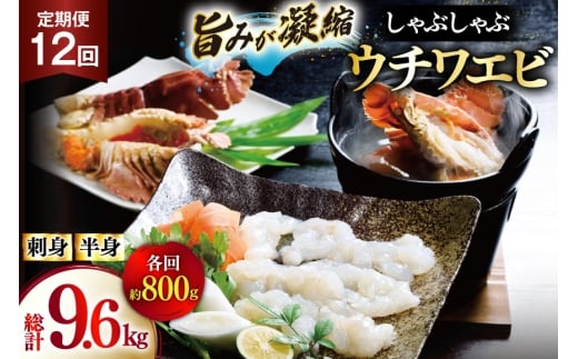 うちわえび エビ 海老 刺身 しゃぶしゃぶ 海鮮 12回 定期便 ウチワエビ刺身 約400g・ウチワエビ半身 約400g セット 総計9.6kg [ひばり 長崎県 平戸市 hr42bgy420363] 鍋 魚介 海産物 刺し身 冷凍 新鮮 国産 お取り寄せ 2328147 - 長崎県平戸市