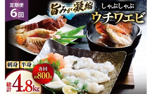 うちわえび エビ 海老 刺身 しゃぶしゃぶ 海鮮 6回 定期便 ウチワエビ刺身 約400g・ウチワエビ半身 約400g セット 総計4.8kg [ひばり 長崎県 平戸市 hr42bgy420357] 鍋 魚介 海産物 刺し身 冷凍 新鮮 国産 お取り寄せ 2328146 - 長崎県平戸市