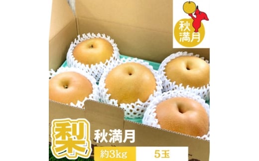 ＜千葉県横芝光町産＞2021年デビューの新品種『秋満月』約3kg(5個) 満月のような大玉の梨【1673016】