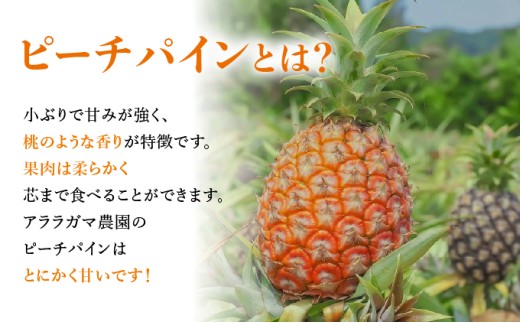 沖縄県竹富町のふるさと納税 アララガマ農園発祥のピーチパイン。香り高く女性人気NO.1！国内流通量1％未満、幻の完熟ピーチパイン　ピーチパイン2kg（2～4玉）