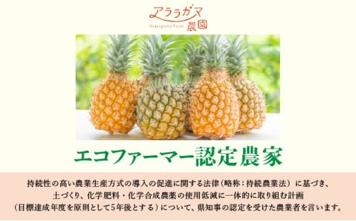 沖縄県竹富町のふるさと納税 アララガマ農園発祥のピーチパイン。香り高く女性人気NO.1！国内流通量1％未満、幻の完熟ピーチパイン　ピーチパイン2kg（2～4玉）