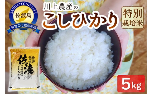 令和7年産 佐渡 川上農産のコシヒカリ（5kg） 1157487 - 新潟県佐渡市