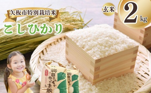 矢板市特別栽培米 こしひかり 玄米 2kg | お米 米 こめ 白米 玄米 にじのきらめき コシヒカリ こしひかり 美味しい お弁当 選べる エコ スマート 環境 手間暇 土づくり  ふるさと 納税 栃木県 矢板市 2321942 - 栃木県矢板市