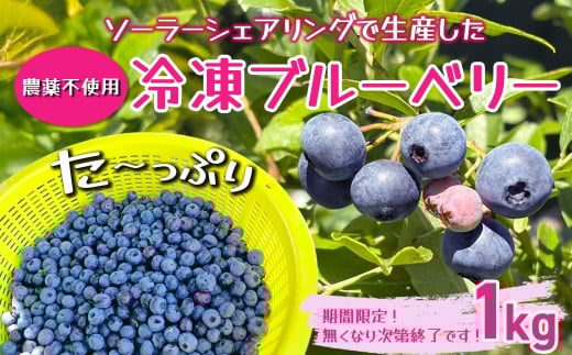 【千葉県香取市産】冷凍ブルーベリー　ソーラーシェアリング生産　農薬不使用　SDGs KTRCQ002
