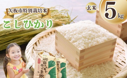 矢板市特別栽培米 こしひかり 玄米 5kg | お米 米 こめ 白米 玄米 にじのきらめき コシヒカリ こしひかり 美味しい お弁当 選べる エコ スマート 環境 手間暇 土づくり  ふるさと 納税 栃木県 矢板市 2322663 - 栃木県矢板市